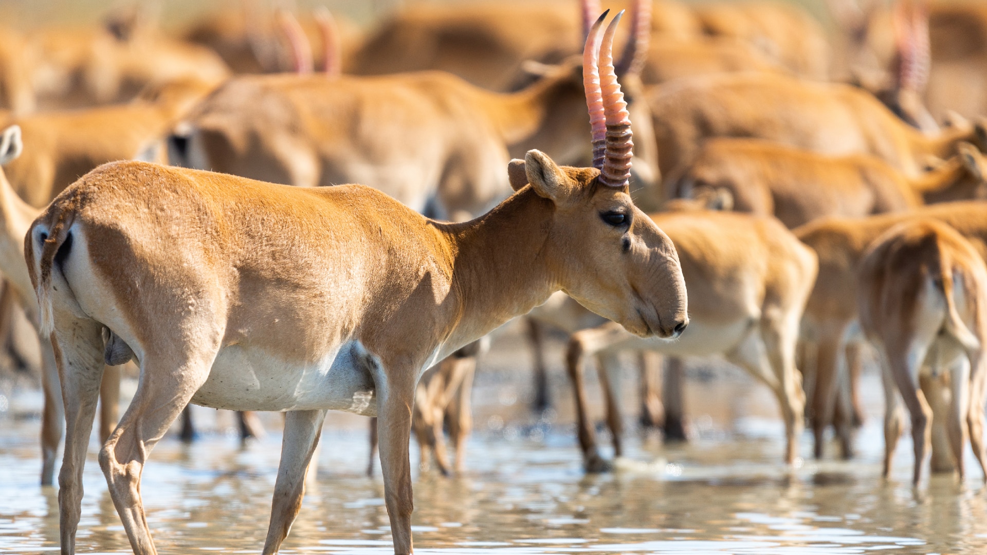 
Китайцы будут перерабатывать мясо сайгаков