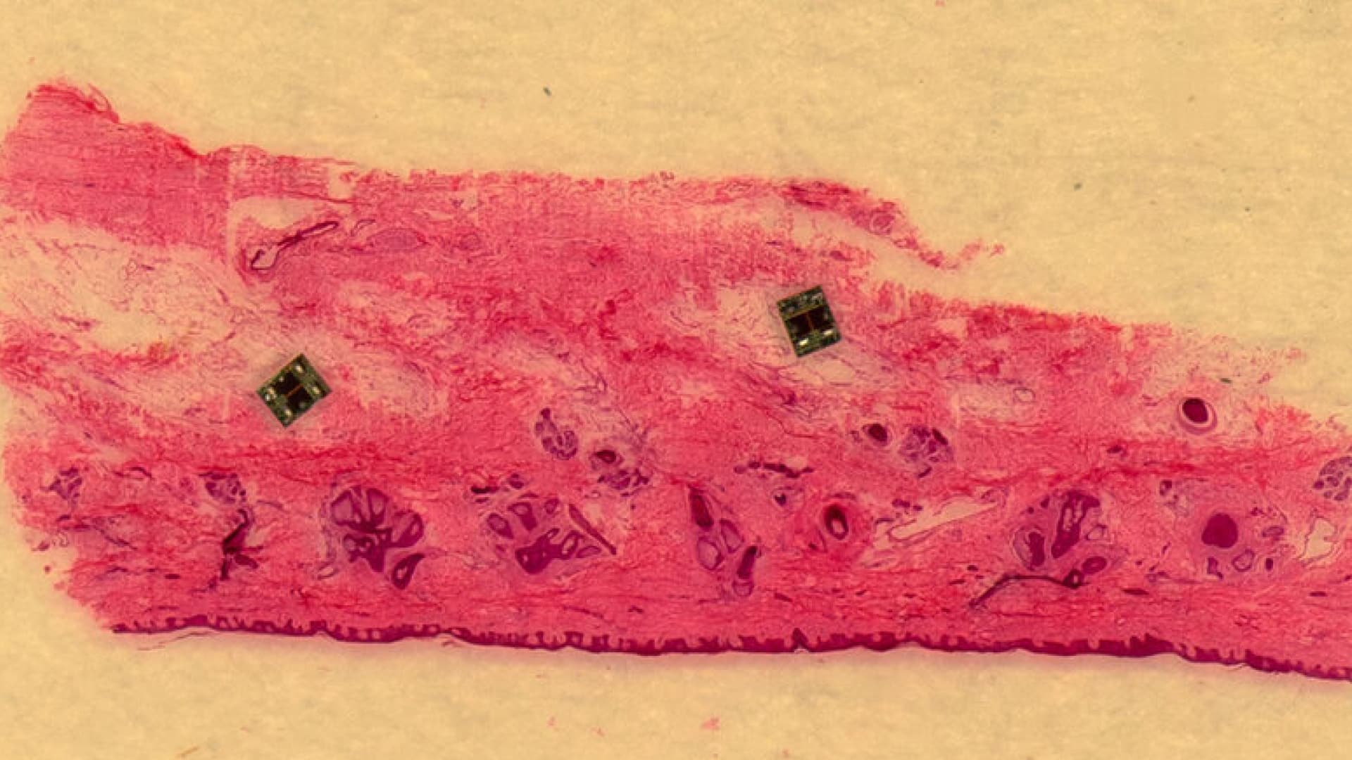 Самых маленьких в мире роботов разработали ученые США
