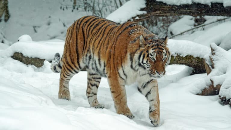 Scientists highlight gains in Siberian tiger conservation
