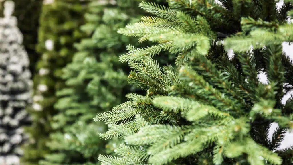 Фото: shutterstock, бильд-редактор: Адэлина Мамедова