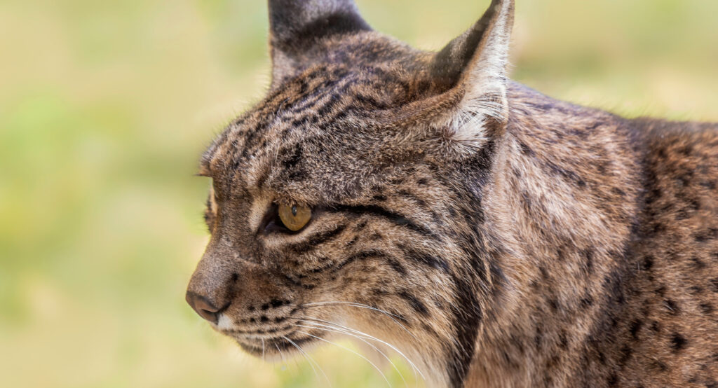 Фото: shutterstock, бильд-редактор: Адэлина Мамедова