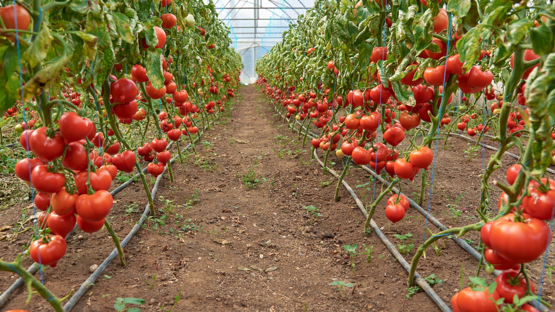 Польская компания строит теплицу в Шымкенте