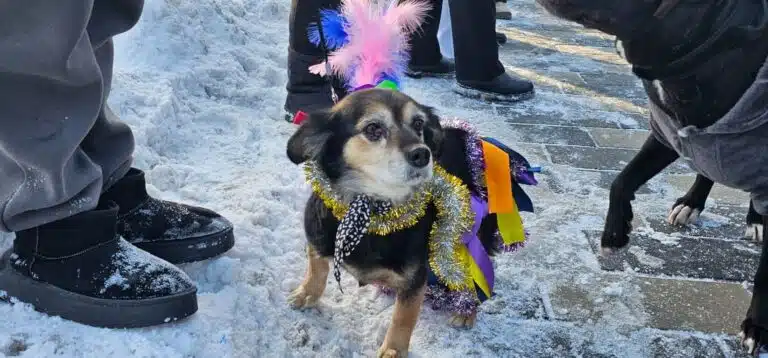 Dog lovers gather for a parade in Ust-Kamenogorsk