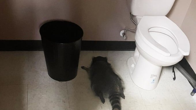 Дүкен қызметкері қымбат ішімдіктің сынған бөтелкелерінің шашылып жатқанын көрген / фото: x.com/VirginiaABC