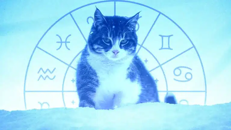 8 желтоқсанға арналған жұлдыз жорамал: жеке өміріңізде не күтіп тұр