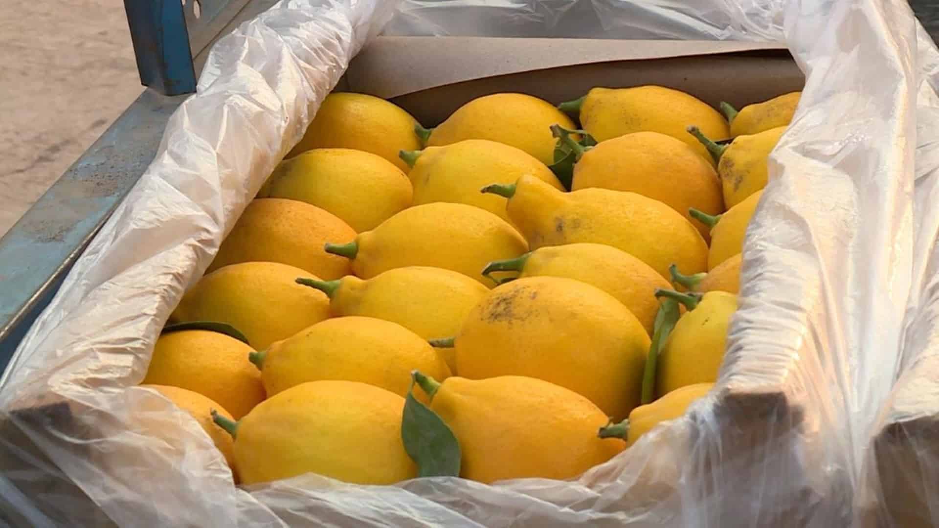 лимон цитрус Сарығаш өнімі