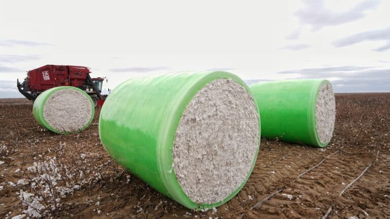 Тақыр жерге жайқалтып мақта еккен қытайларға кезінде жергілікті диқандар күлген