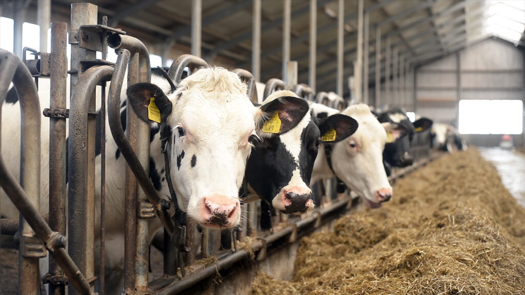 Close-up of dairy cows eating hay in modern livestock barn. Industrial agriculture and milk production concept on sustainable dairy farm.