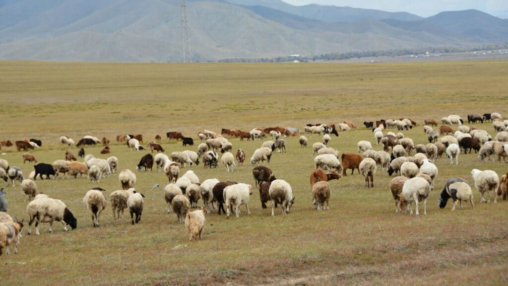 Государству вернули пастбища стоимостью 300 млн тенге в Акмолинской области