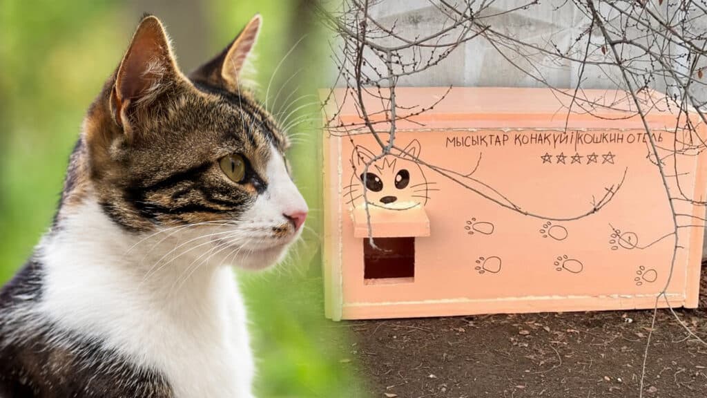 Коллаж kursiv.media, бильд-редактор: Милош Муратовский