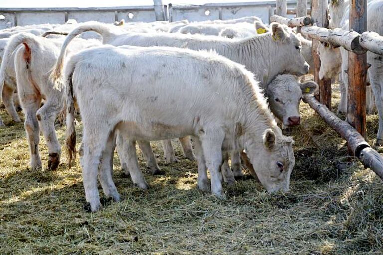 Шаруа қожалықтар саны күрт азайып жатыр