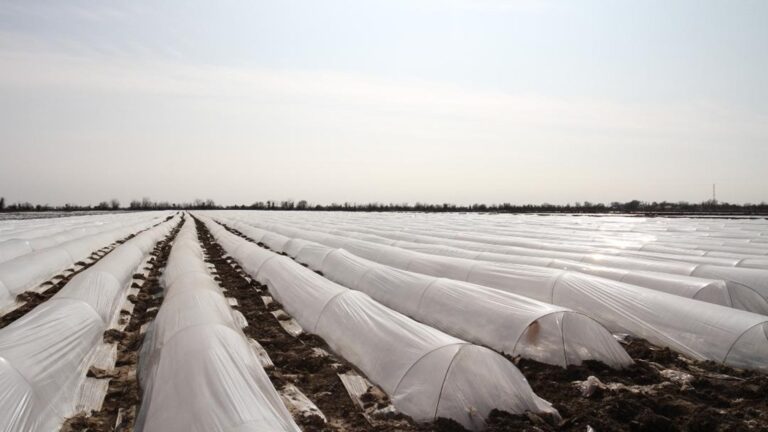 Түркістан облысы қыс ортасында егін салды