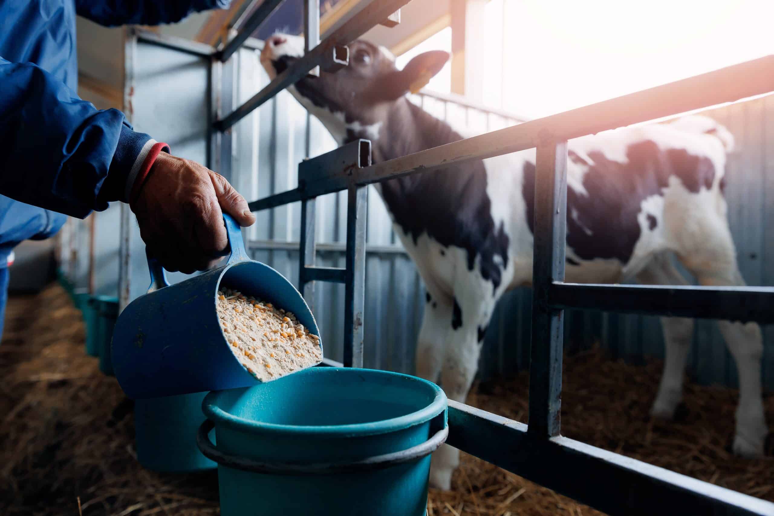 Завод кормов